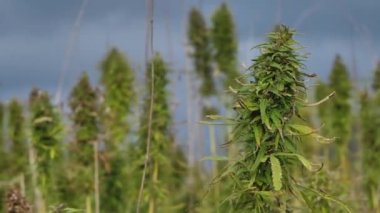 Açık tarım alanında narkotik marihuana bitkileri. Tıbbi kenevir tarlası ekimi. Yasadışı narkotik ot tarlası.