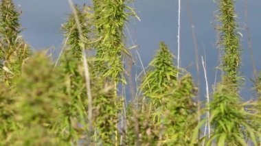 Açık tarım alanında narkotik marihuana bitkileri. Tıbbi kenevir tarlası ekimi. Yasadışı narkotik ot tarlası.