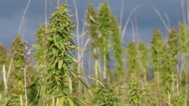 Açık tarım alanında narkotik marihuana bitkileri. Tıbbi kenevir tarlası ekimi. Yasadışı narkotik ot tarlası.
