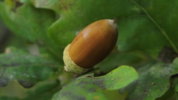 Žaludy Zelených Listech Žaludy Podzim Dubových Listech — Stock video
