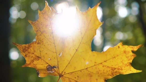 Das Gelbe Ahornblatt Leuchtet Schön Der Sonne — Stockvideo