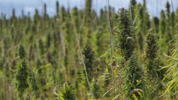 Piante Narcotiche Marijuana Campo Agricolo All Aperto Coltivazione Campi Cannabis — Video Stock