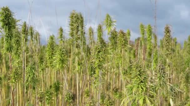 Betäubungsmittel Marihuana Pflanzen Landwirtschaftlichen Feld Freien Anbau Medizinischer Cannabis Felder — Stockvideo