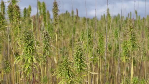 Betäubungsmittel Marihuana Pflanzen Landwirtschaftlichen Feld Freien Anbau Medizinischer Cannabis Felder — Stockvideo