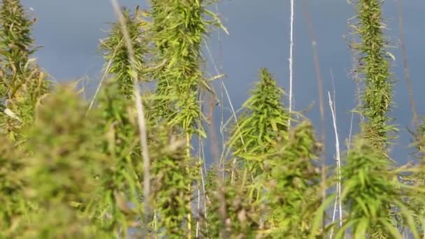 室外农田里的大麻植物 药物大麻田种植 在户外种植非法麻醉品作物 — 图库视频影像
