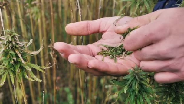 Narkotika Tanaman Ganja Luar Lapangan Pertanian Budidaya Ladang Ganja Medis — Stok Video