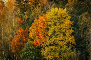 A tall tree with golden-yellow and green leaves under a clear blue sky, showcasing the early stages of autumn with warm, natural tones. 