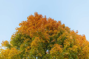 A tall tree with golden-yellow and green leaves under a clear blue sky, showcasing the early stages of autumn with warm, natural tones. 
