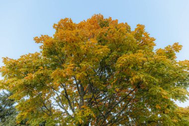 A tall tree with golden-yellow and green leaves under a clear blue sky, showcasing the early stages of autumn with warm, natural tones. 
