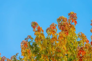 Parlak mavi gökyüzünün altında yeşil ve turuncu renklerin bir karışımını sergileyen renkli sonbahar yapraklı büyük ağaç doğanın mevsimsel dönüşümünün güzelliğini vurguluyor.