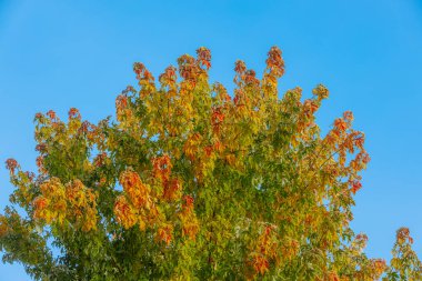 Parlak mavi gökyüzünün altında yeşil ve turuncu renklerin bir karışımını sergileyen renkli sonbahar yapraklı büyük ağaç doğanın mevsimsel dönüşümünün güzelliğini vurguluyor.