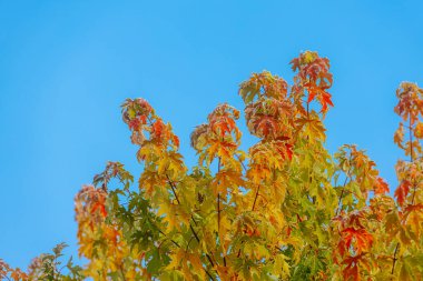 Parlak mavi gökyüzünün altında yeşil ve turuncu renklerin bir karışımını sergileyen renkli sonbahar yapraklı büyük ağaç doğanın mevsimsel dönüşümünün güzelliğini vurguluyor.