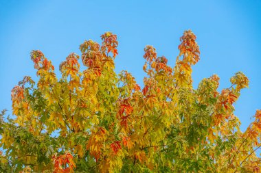 Parlak mavi gökyüzünün altında yeşil ve turuncu renklerin bir karışımını sergileyen renkli sonbahar yapraklı büyük ağaç doğanın mevsimsel dönüşümünün güzelliğini vurguluyor.