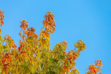 Parlak mavi gökyüzünün altında yeşil ve turuncu renklerin bir karışımını sergileyen renkli sonbahar yapraklı büyük ağaç doğanın mevsimsel dönüşümünün güzelliğini vurguluyor.