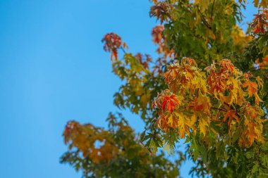 Parlak mavi gökyüzünün altında yeşil ve turuncu renklerin bir karışımını sergileyen renkli sonbahar yapraklı büyük ağaç doğanın mevsimsel dönüşümünün güzelliğini vurguluyor.