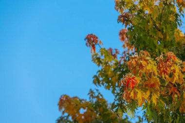Parlak mavi gökyüzünün altında yeşil ve turuncu renklerin bir karışımını sergileyen renkli sonbahar yapraklı büyük ağaç doğanın mevsimsel dönüşümünün güzelliğini vurguluyor.
