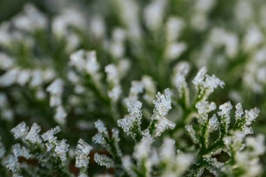 Geniş yeşil çimen alanı çiy damlalarıyla bezenmiş, sabah ışığını yansıtan, doğal ortamda barışçıl ve ferahlatıcı bir ortam uyandıran