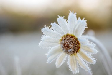 Karmaşık detaylara sahip buzlu papatya çiçeği, kışın dingin güzelliğini vurgulayan, sükunet ve doğa sanatını çağrıştıran buzlu çimlerle çevrilidir..