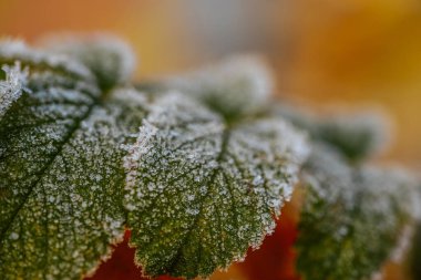 Parlak kırmızı böğürtlenlerle bezenmiş soğuk yapraklar yumuşak bir sonbahar arkaplanına karşı durarak doğanın mevsimsel dönüşümünün karmaşık detaylarını vurguluyor.