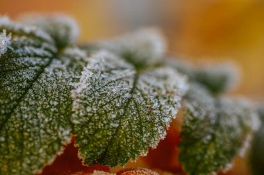 Parlak kırmızı böğürtlenlerle bezenmiş soğuk yapraklar yumuşak bir sonbahar arkaplanına karşı durarak doğanın mevsimsel dönüşümünün karmaşık detaylarını vurguluyor.