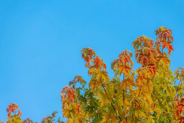 Parlak mavi gökyüzünün altında yeşil ve turuncu renklerin bir karışımını sergileyen renkli sonbahar yapraklı büyük ağaç doğanın mevsimsel dönüşümünün güzelliğini vurguluyor.
