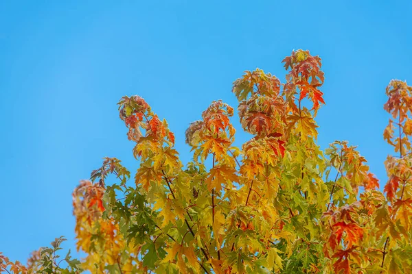 Parlak mavi gökyüzünün altında yeşil ve turuncu renklerin bir karışımını sergileyen renkli sonbahar yapraklı büyük ağaç doğanın mevsimsel dönüşümünün güzelliğini vurguluyor.