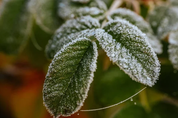 Parlak kırmızı böğürtlenlerle bezenmiş soğuk yapraklar yumuşak bir sonbahar arkaplanına karşı durarak doğanın mevsimsel dönüşümünün karmaşık detaylarını vurguluyor.