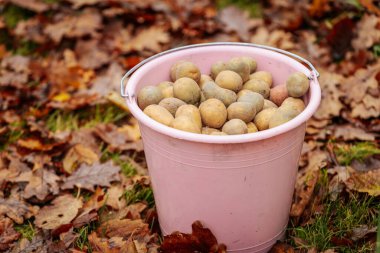 Taze hasat edilmiş patateslerle dolu pembe plastik bir kova sonbahar yaprakları ve çimlerle kaplı yerde oturur..