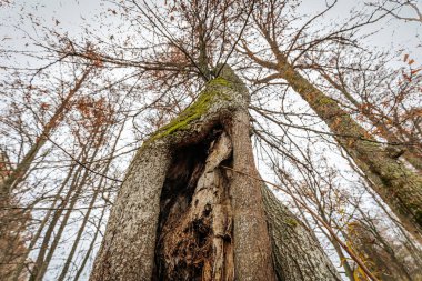 V şeklindeki çatal gövdesi yosunla kaplı uzun bir ağacın yukarıdan görünüşü dallarda kalan seyrek kahverengi yapraklarla gri sonbahar gökyüzüne vuruyor..