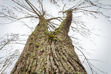 V şeklindeki çatal gövdesi yosunla kaplı uzun bir ağacın yukarıdan görünüşü dallarda kalan seyrek kahverengi yapraklarla gri sonbahar gökyüzüne vuruyor..