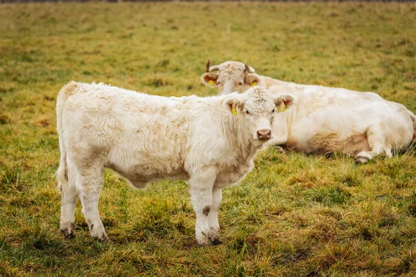 Bulutlu bir günde, çitin arkasında boynuzları olan iki beyaz boğanın yakın çekimi. Birinin sarı kulaklığı var..