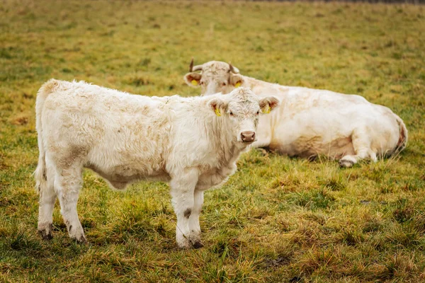 Bulutlu bir günde, çitin arkasında boynuzları olan iki beyaz boğanın yakın çekimi. Birinin sarı kulaklığı var..