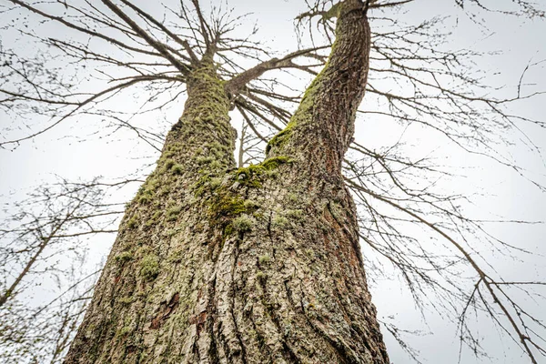 V şeklindeki çatal gövdesi yosunla kaplı uzun bir ağacın yukarıdan görünüşü dallarda kalan seyrek kahverengi yapraklarla gri sonbahar gökyüzüne vuruyor..