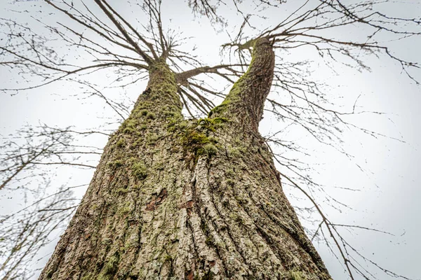 V şeklindeki çatal gövdesi yosunla kaplı uzun bir ağacın yukarıdan görünüşü dallarda kalan seyrek kahverengi yapraklarla gri sonbahar gökyüzüne vuruyor..