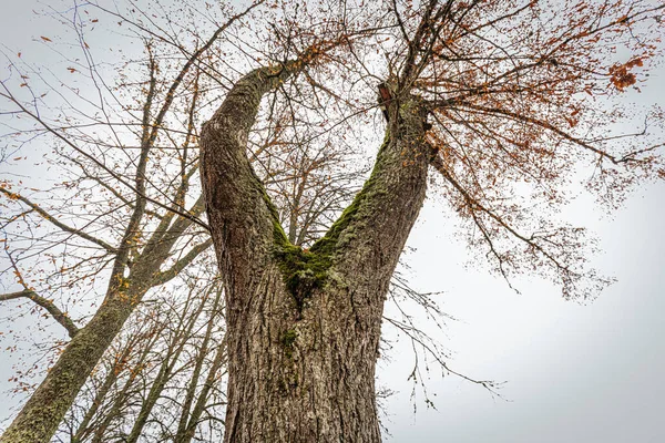 V şeklindeki çatal gövdesi yosunla kaplı uzun bir ağacın yukarıdan görünüşü dallarda kalan seyrek kahverengi yapraklarla gri sonbahar gökyüzüne vuruyor..