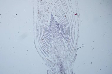 Beyaz arkaplanda ince çizgiler ve karmaşık desenler gösteren mürekkep balığı derisinin yakın çekimi, doğal renkleri ve detayları vurguluyor.