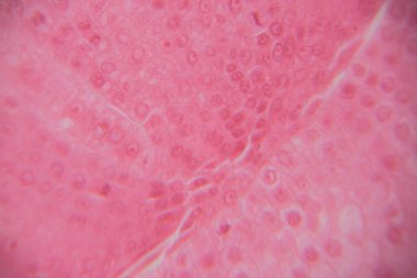 Dairesel şekilleri ve dokuları gösteren pembe hücresel yapının yakın görüntüsü laboratuvar ortamında farklı boyutlarda hücreler ve hücreler arası boşluklar gösteriyor.