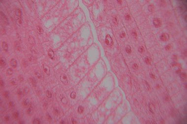 Kapalı mikroskobik pembe doku görüntüsü katmanlı hücreleri ve dairesel yapıları karmaşık desenleri ve dokuları laboratuvar büyütmesi altında gösteriyor.