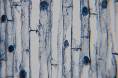 Genişletilmiş yapıları ve dairesel şekilleri ince detaylar ve görülebilir dokularla beyaz bir arkaplanda dikey olarak gösteren mikroskobik bitki görüntüsü