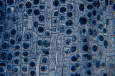 Mikroskop altında incelenen desenli yüzey dairesel desenler ve ızgara benzeri mavi ve gri bir yapı, yüzeyde çeşitli boyutlarda daireler ve çizgiler barındırıyor.