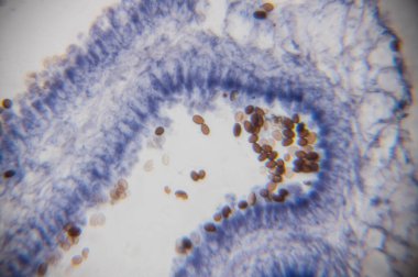 Mikroskobik görüntü, mavi ve beyaz yapıları olan biyolojik dokuları, yüzeye dağılmış kahverengi parçacıkları, hücresel düzenleri ve detayları vurguluyor.