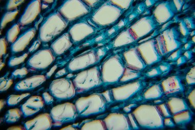 Bitki dokusunun detaylı mikroskobik görüntüsü canlı renk ve dokulara sahip karmaşık hücresel yapıları ortaya çıkarıyor, biyolojik sistemlerin güzelliğini ve işlevlerini vurguluyor.