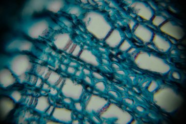 Detailed microscopic image of plant tissue revealing complex cellular patterns in blue tones, emphasizing the intricate beauty and scientific significance of natural structures