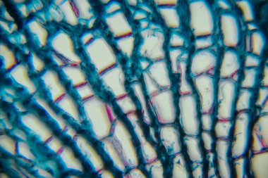 Close-up of plant tissue under microscope, highlighting detailed cellular patterns and vibrant colors, illustrating the beauty of nature's design and complexity