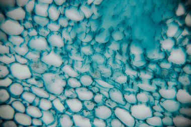 Sıvıdaki renkli kabarcıkların yakın çekim görüntüsü, karmaşık desenleri ve dokuları ortaya çıkarıyor, organik şekillerin ve canlı renklerin büyüleyici görsel deneyimini yaratıyor.