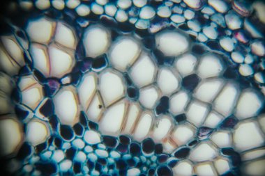 Microscopic image reveals colorful cellular structures with intricate patterns and textures, showcasing the beauty of biological materials in a vibrant composition