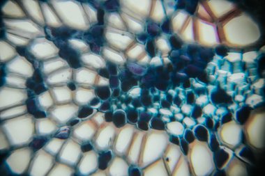 Close-up view of a colorful microscopic cellular structure, highlighting intricate patterns and textures that illustrate the beauty of natural design and vibrant colors