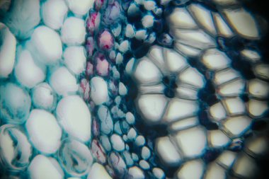 Close-up view of vibrant bubbles and textures, displaying intricate patterns and colors, creating an engaging visual experience with artistic elements and unique details