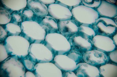 Close-up view of organic bubble-like shapes with a blend of blue and white colors, presenting a textured surface that evokes a sense of fluidity and movement