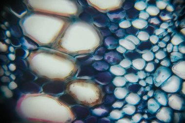 Close-up view of colorful bubbles and organic shapes, highlighting intricate textures and patterns, creating a captivating visual experience with vibrant hues and fluid forms